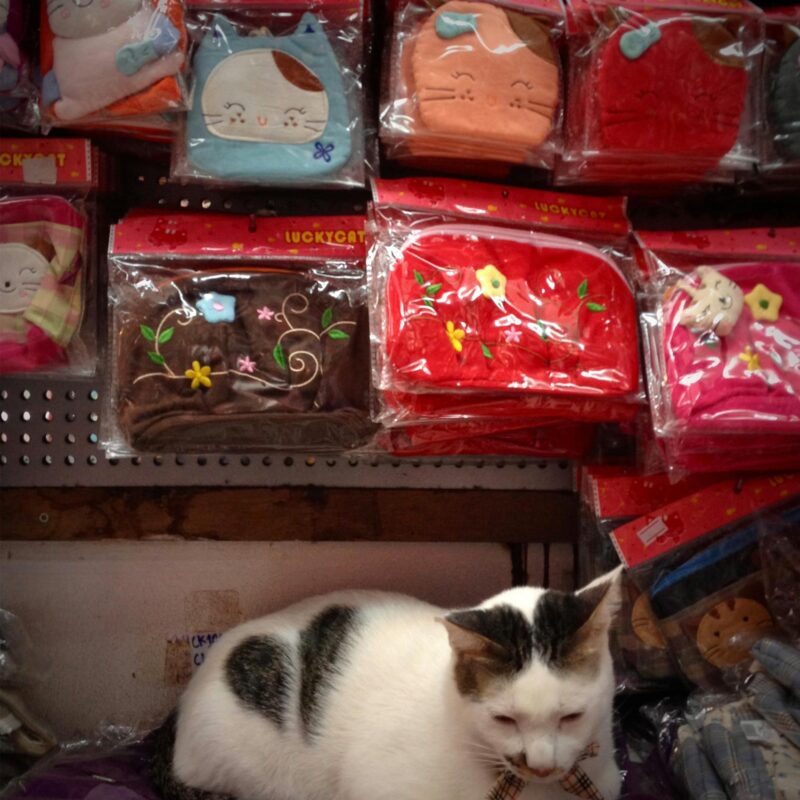 A cute white cat rests among colorful feline-themed merchandise in a store.