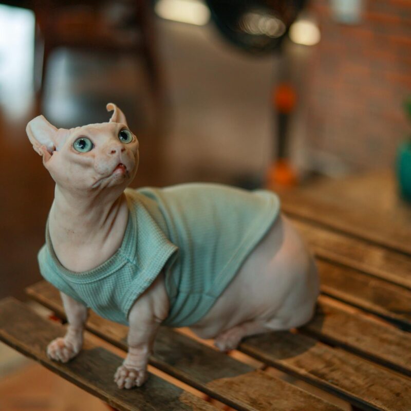 A Sphynx cat in a sweater sitting on a wooden table in a cozy indoor setting.