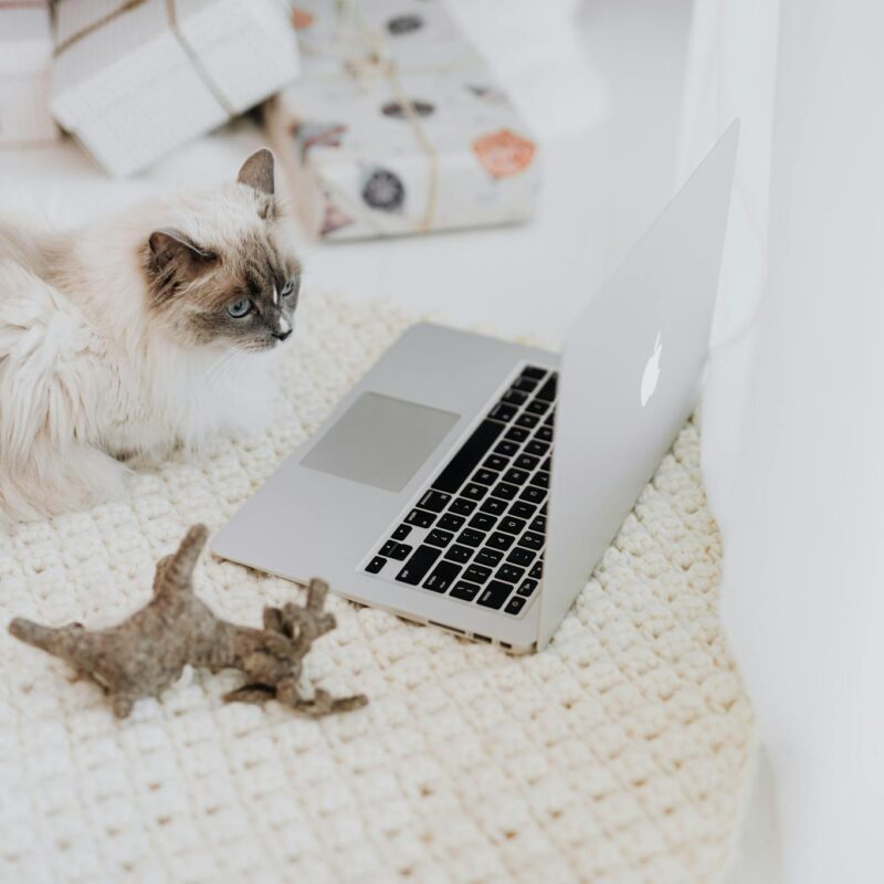 Fluffy Ragdoll cat lying beside a laptop, wrapped gifts in background.