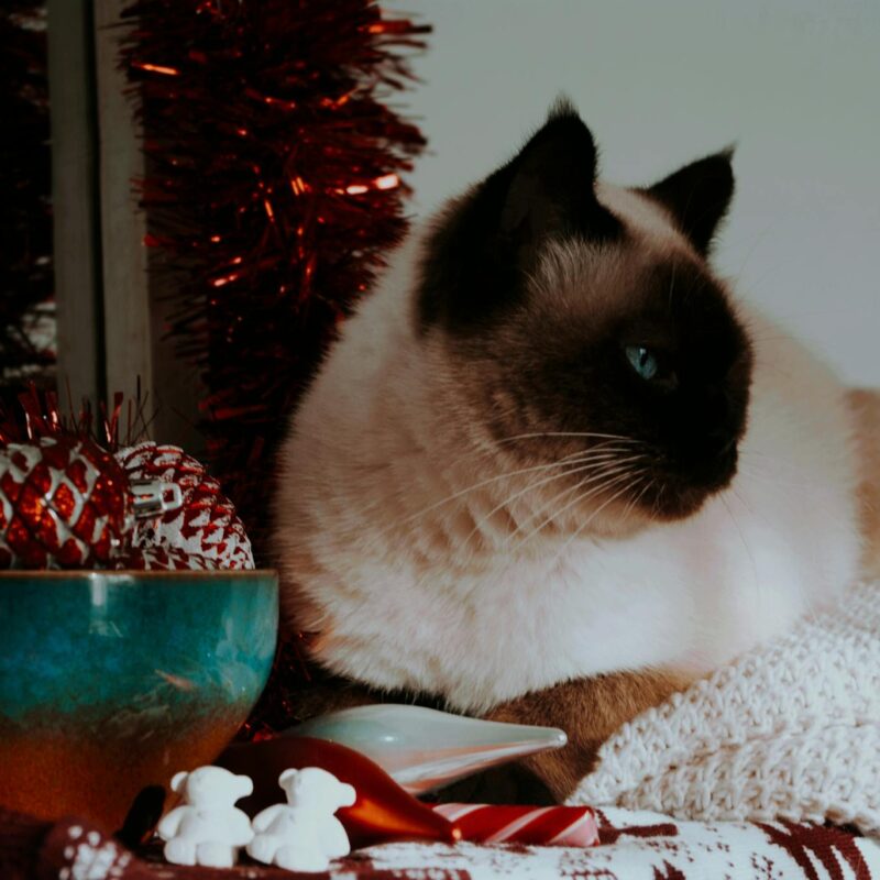 Siamese cat lying near festive Christmas ornaments indoors.